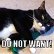 Illustration for article titled Guys, do indoor cats REALLY have to get shots every year?